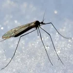 Древние зимние комары