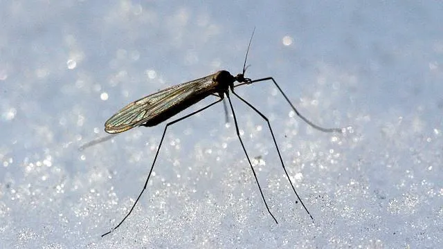 Древние зимние комары